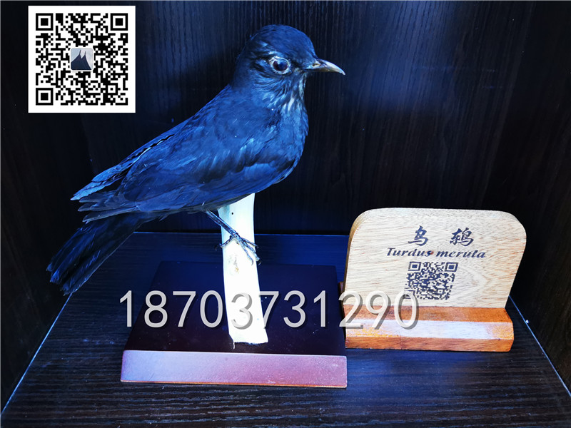 動物剝制標(biāo)本 (1)