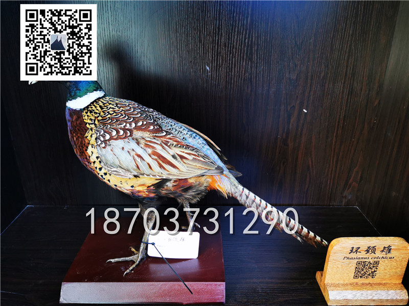 動物剝制標(biāo)本 (3)