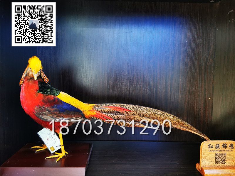 動物剝制標(biāo)本 (2)