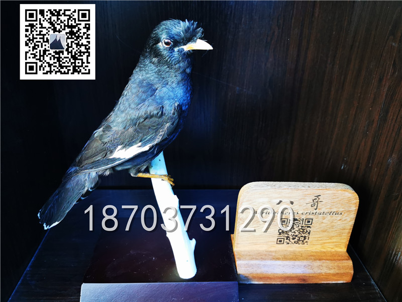 動物剝制標(biāo)本 (8)