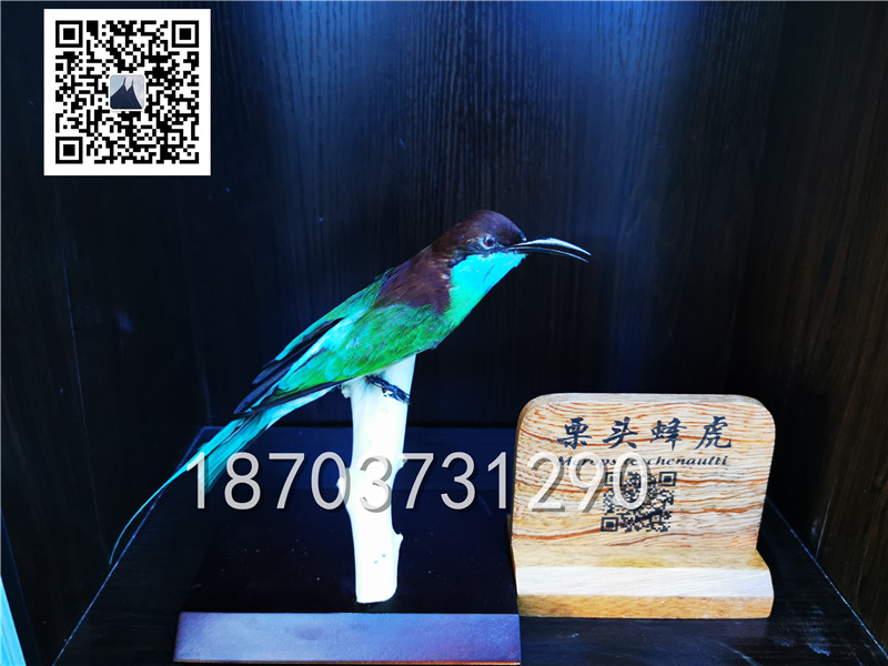 動物剝制標(biāo)本 (15)