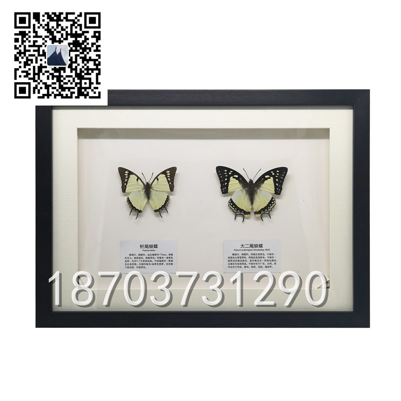 蝴蝶昆蟲(chóng)標(biāo)本 (2)